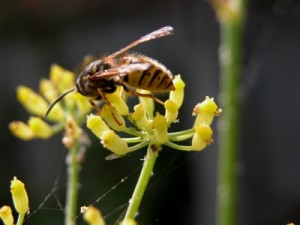Honeybee numbers will hopefully be on the rise with a new apiary near Trethomas.