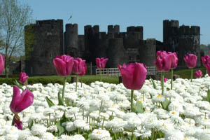 Caerphilly County Borough Council has won a Silver award at this year's Wales in Bloom competition
