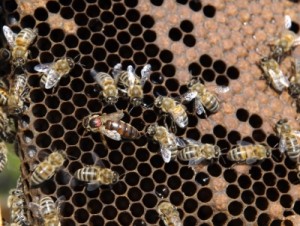 100,000 bees have landed at Ystrad Mynach College