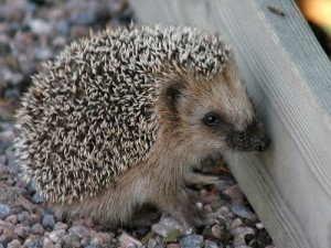 Hedgehogs have been busy visiting many Caerphilly gardens this summer