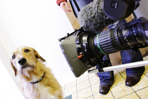 Mot the Dog, a cross breed from Ystrad Mynach is the star of a new internet advert encouraging people speak Welsh