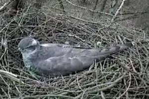 One of the goshawks nesting in Cwmcarn