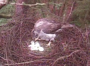 The goshawk chicks that have hatched at Cwmcarn Forest