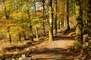 A previous winning entry to the Forestry Commission young photographer competition