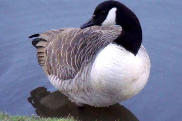 Geese are among the wildlife being harmed at Caerphilly Castle due to discarded fishing line