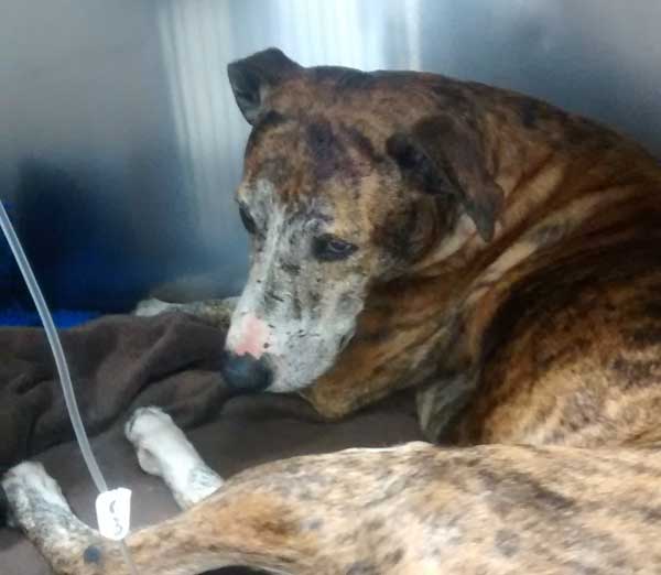 The male brindle lurcher was found collapsed on a small grass verge at the end of Rudry Road, Rudry