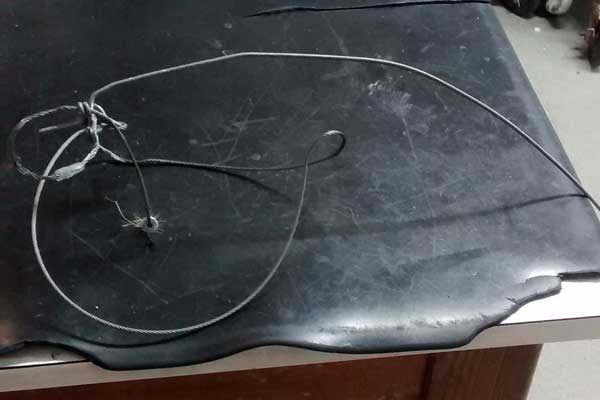 The snare that trapped the dog