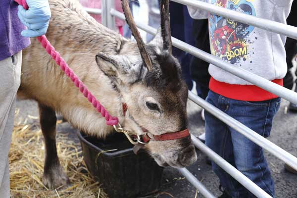 RUDOLPH: Crowds flocked to see special reindeer visitors at Bargoed Christmas Market
