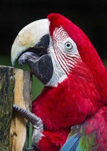 A Macaw like that found on Caerphilly Mountain. Picture by Tambako the Jaguar via Flickr 
