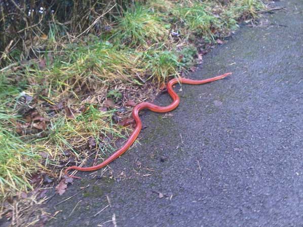 SLIPPERY: The snake that was found on Van Road in Caerphilly