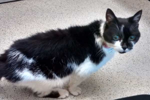 The cat which was thrown out of a car near Bargoed