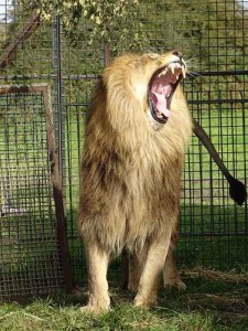 ROAR: The animals are said not to have enough space or exercise