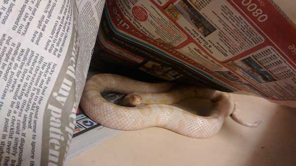APPEAL: The snow corn snake found in Caerphilly town 