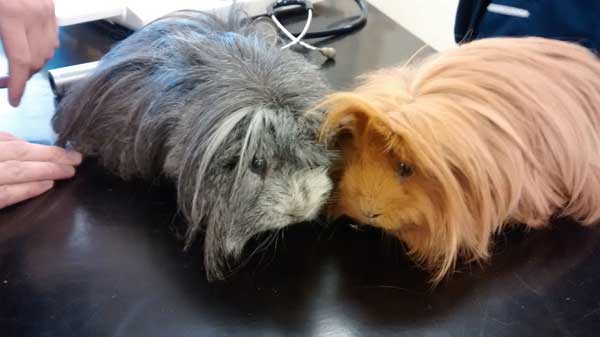 The two long-haired guinea pigs found at Skomer Island Way Park