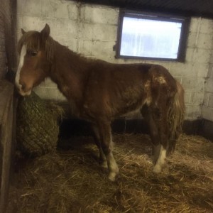 The pony was found in a "terrible state" at Parc Cwm Darran