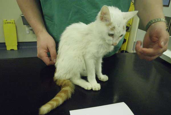 The surviving kitten, Charlie, who was rescued from a Caerphilly town home in 2015