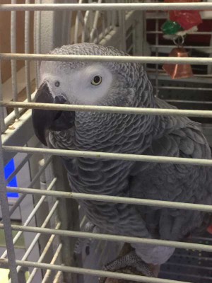 POLLY GONE: The African grey parrot, worth £900, which was stolen from Silver Star Pets in Pengam