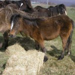 The RSPCA and Redwings rescued seven ponies from Gelligaer Common in April