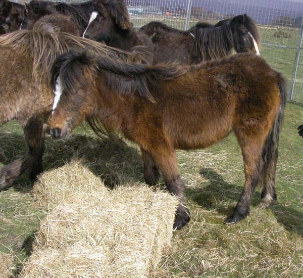 The RSPCA and Redwings rescued seven ponies from Gelligaer Common in April