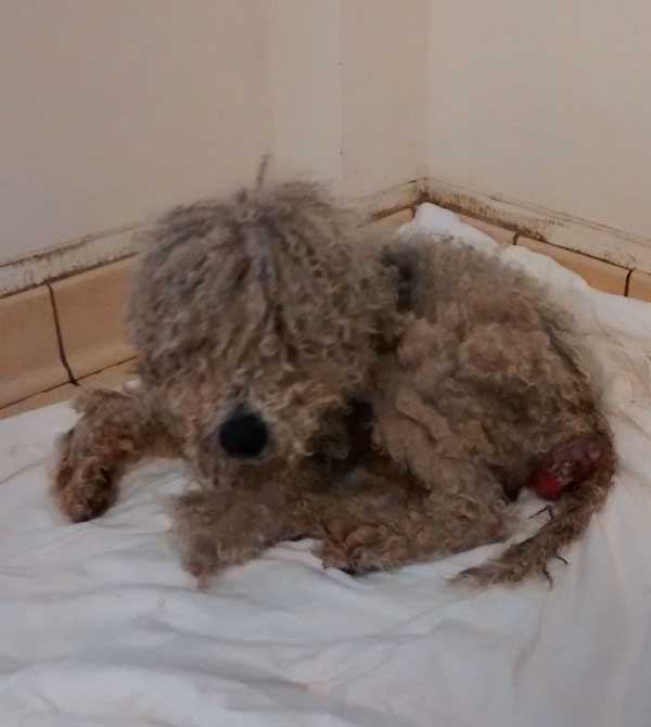 The Bedlington cross was found in Pontlottyn