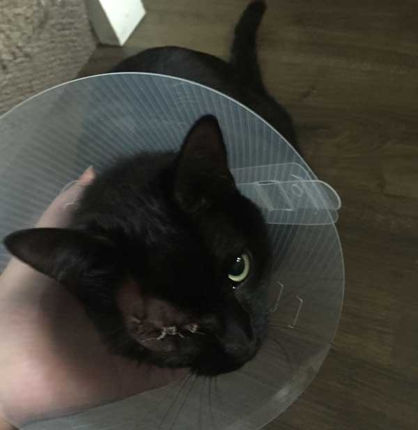 Mikey the black cat from Pantside