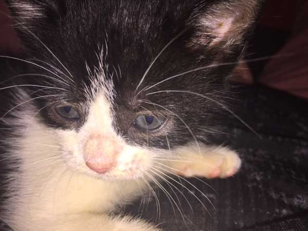 ABANDONED: The kittens were found on Bedwas House Industrial Estate