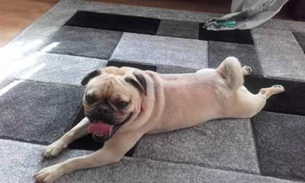 Doug the pug was stolen from a garden in Pengam on Monday July 11