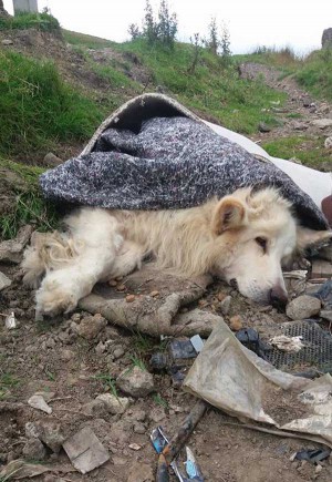 The white German Shepherd was found dumped by the side of a road on Fochriw mountain. Photo by Robyn Jones