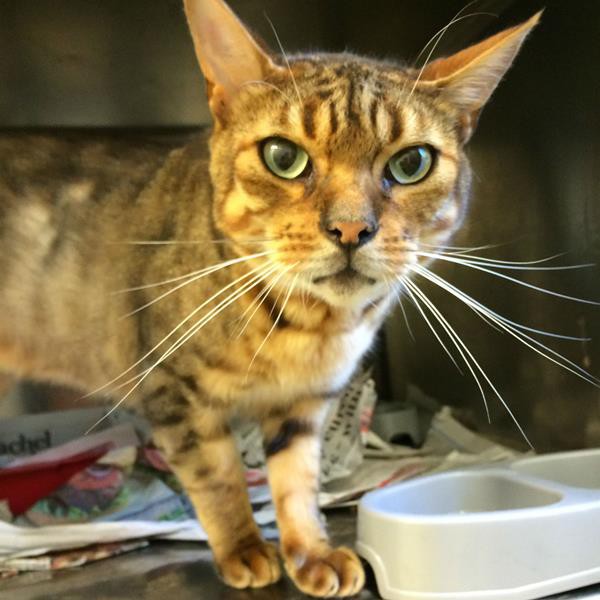 The owner of this cat found in Nelson is trying to be traced
