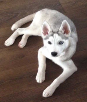The stolen husky, Kida