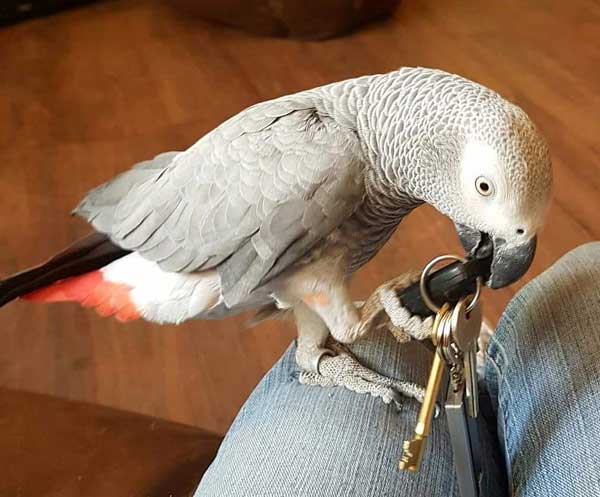 TAKEN: This African Grey parrot was stolen during a burglary on Commercial Street, Pengam