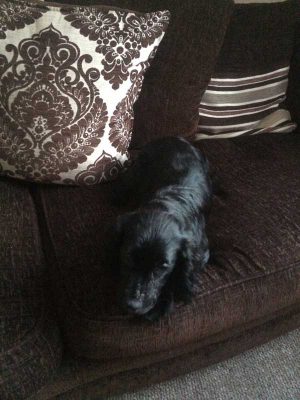 MISSING: Police are searching for this black cocker spaniel, Preeya