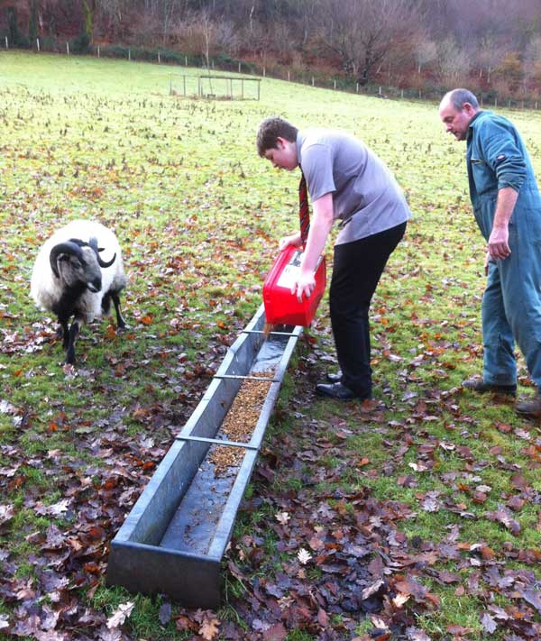 FARMHANDS: Cwm Rhymni pupils taking part in farming duties at Ynys Hywel Farm in Cwmfelinfach