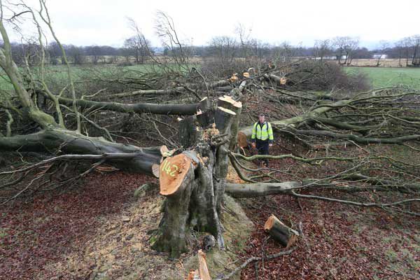 Officers from Natural Resources Wales discovered the remains of over 200 illegal felled trees in Blackwood in January 2017