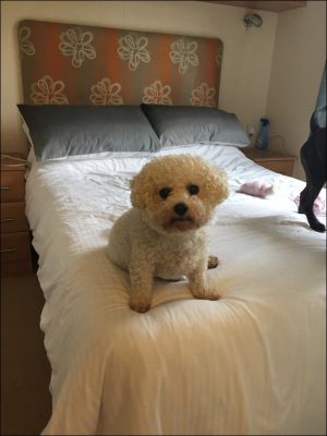 Daisy, a bichon frise, is believed to have been stolen from a garden in Fleur-de-Lys