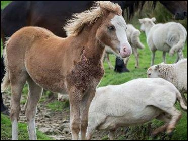 Pony ‘Suzanna’ was stabbed - the latest act of cruelty against animals on Gelligaer Common
