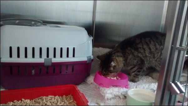 RSPCA Cymru are appealing after a cat was dumped on the A470 near Caerphilly