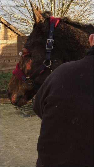 Juwireya escaped the fire but was burnt. Pic: Janet Vokes