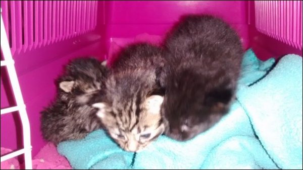 RSPCA Cymru found the kittens in Ffordd Erw in Caerphilly