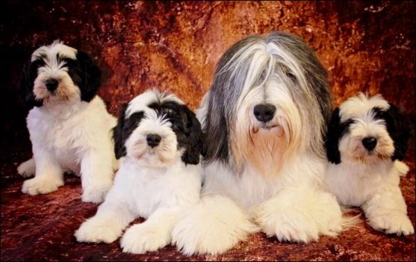 Tilly and her puppies named Darcy, Daisy and Boo