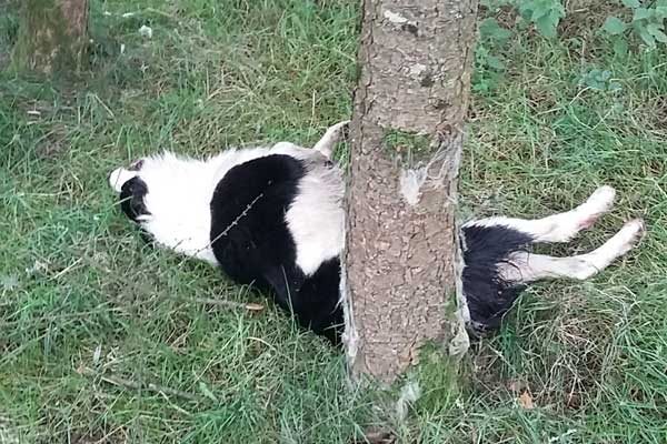 Welsh Border Collie Prince was hung from a tree by Graham Thomas, who has been jailed for 18 week