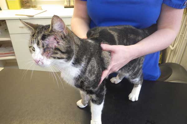 Mischief the cat has since has made a full recovery