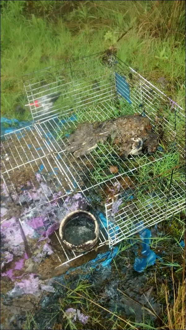 Decomposed rabbit in a cage found on Caerphilly Business Park