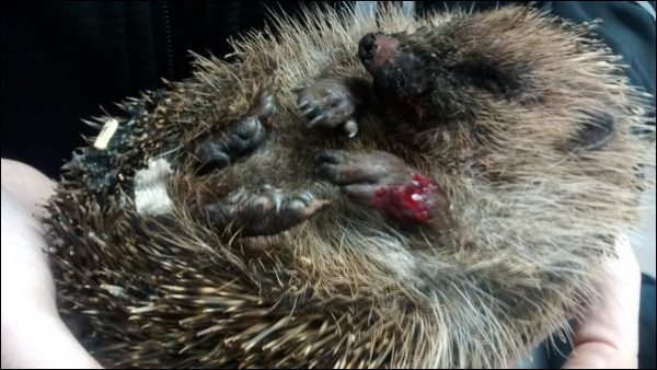 The hedgehog was found tied to a tree in Brynglas Avenue, Pontllanfraith