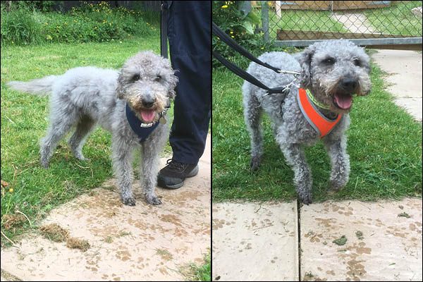 Terriers Ben, left, and Taff are recovering from their ordeal and are waiting to be re-homed