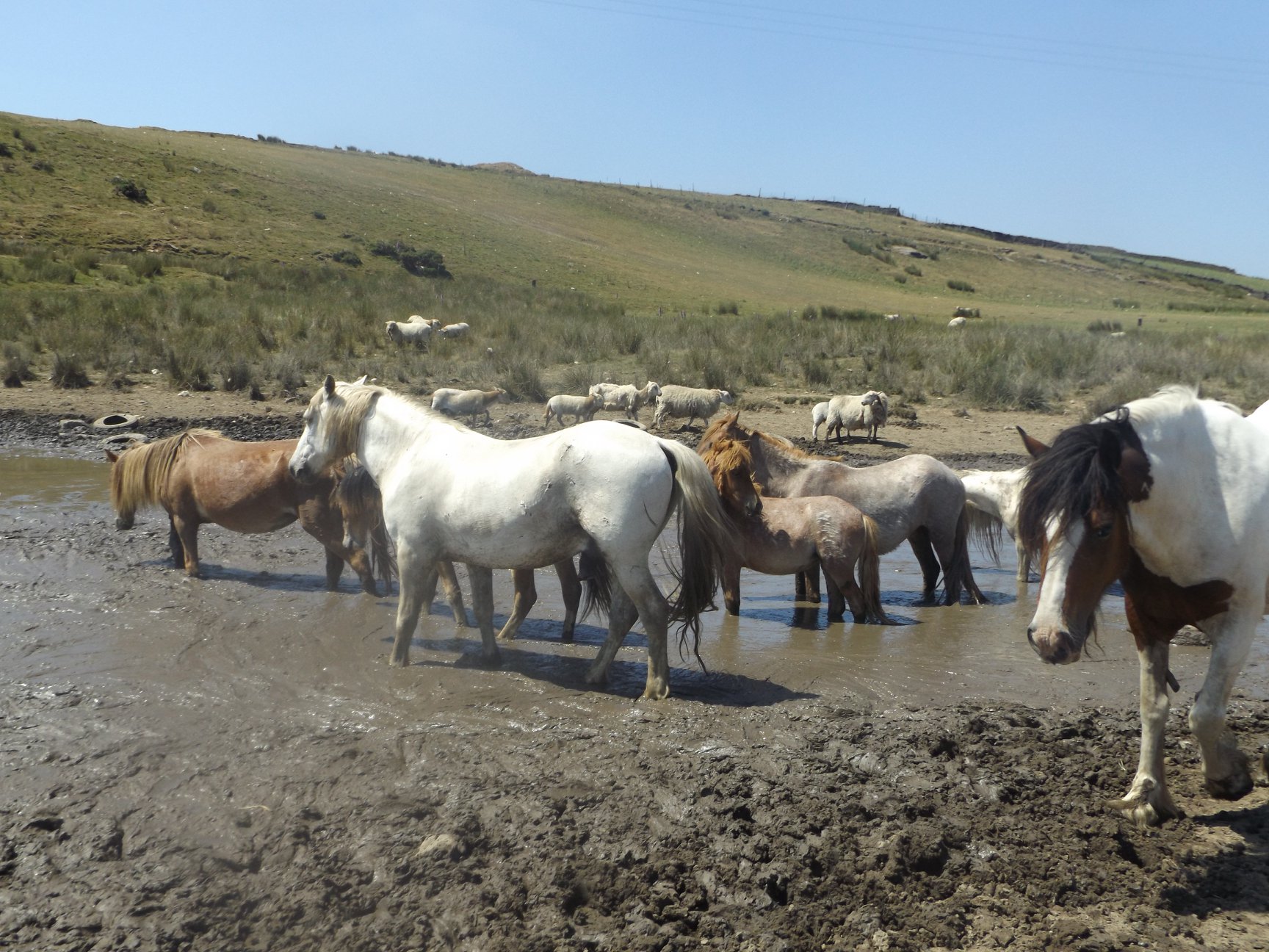 Over 200 ponies saved thanks to local volunteers and businesses