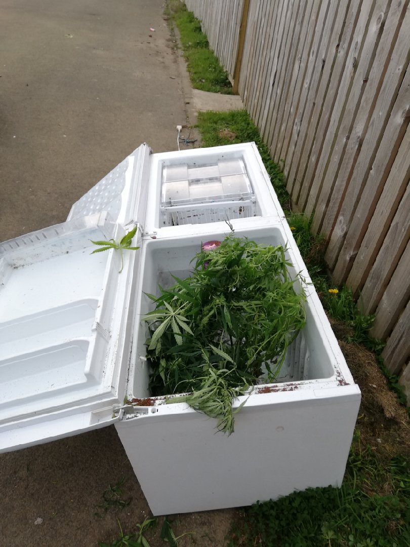 Police make mock Twitter appeal after cannabis plant found in dumped