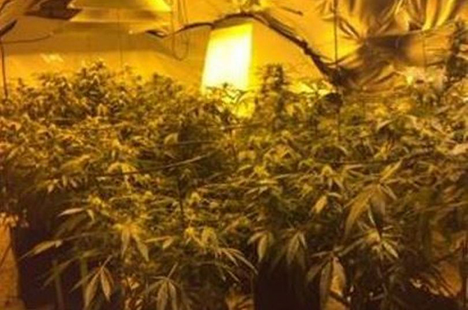 Cannabis found at the first raid in Gwern Avenue, Senghenydd