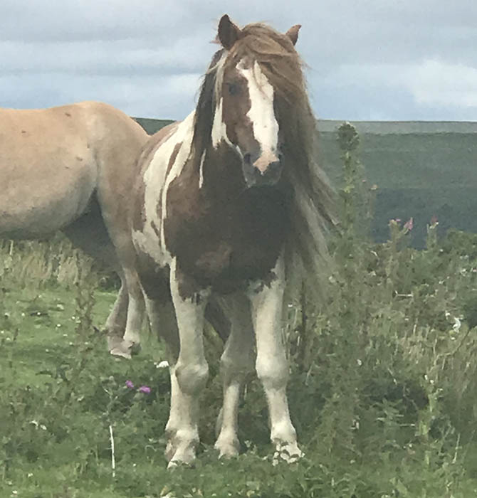 The injured pony was rescued from Gelligaer Common