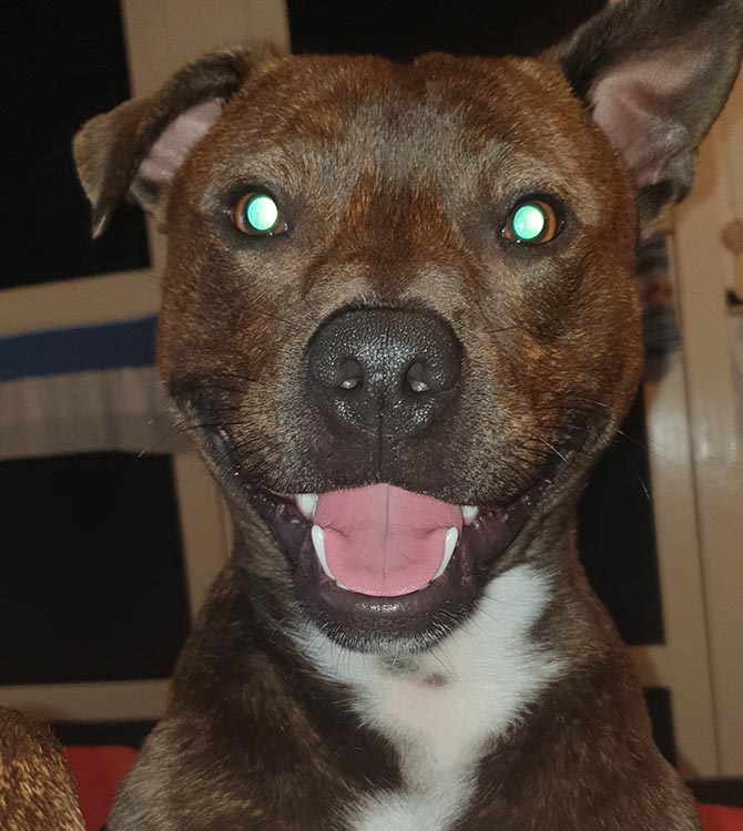The dog that was stolen in Pontymister